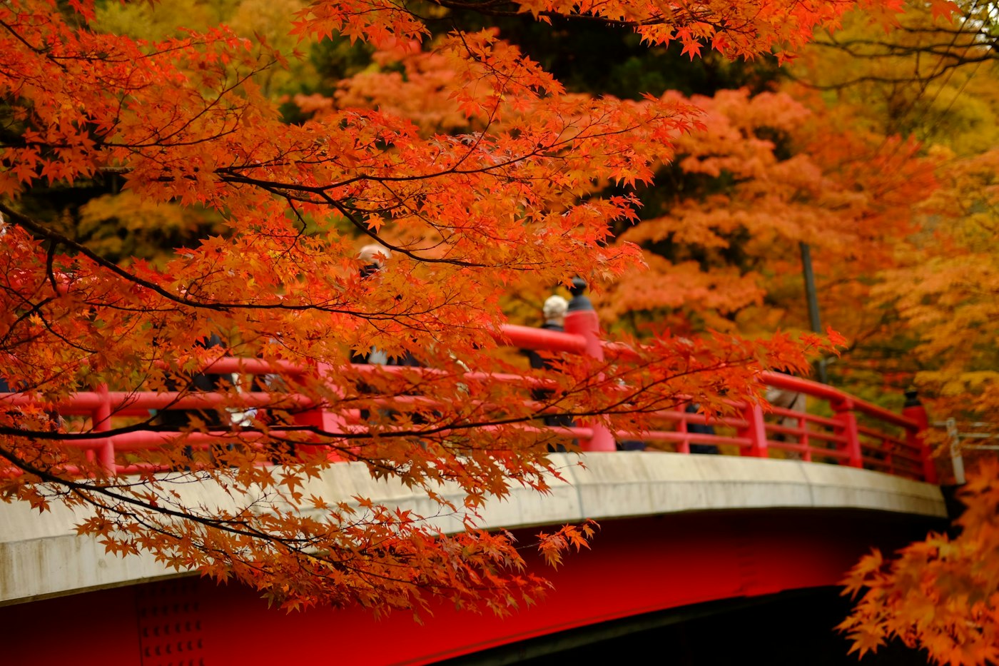 紅葉と赤い橋